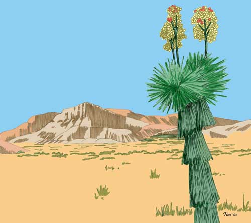 yucca